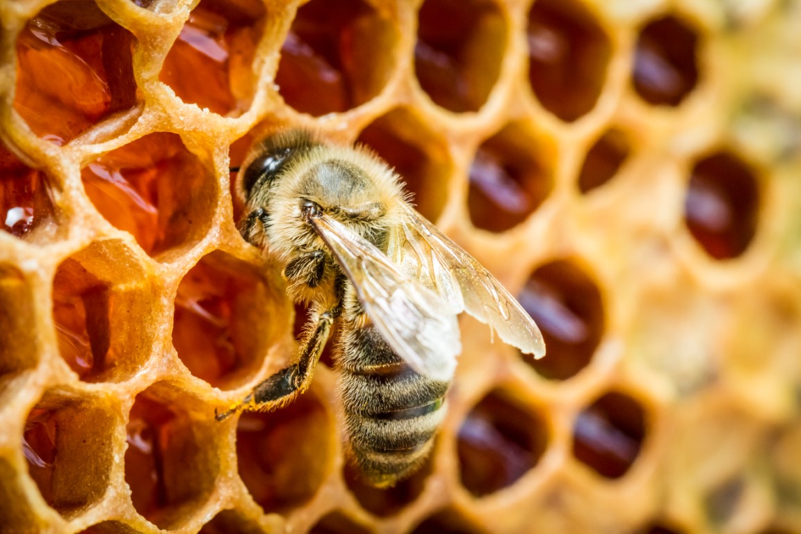 Bees In A Beehive On Honeycomb